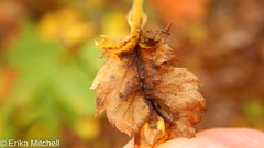 Dasineura salicifoliae