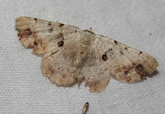 Aeolochroma quadrilinea