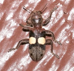 Enoclerus bimaculatus