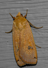 Noctua pronuba