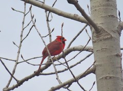 Cardinalis cardinalis