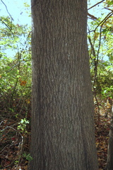 Quercus × heterophylla