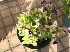 Torenia fournieri