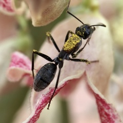 Myrmophyma