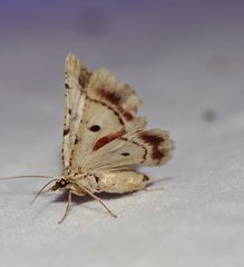 Aeolochroma quadrilinea