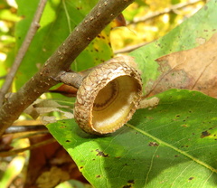 Quercus × heterophylla