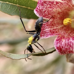 Myrmophyma