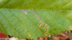 Stigmella lemniscella