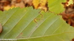 Stigmella lemniscella