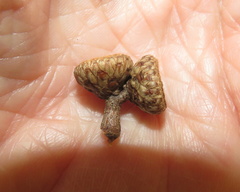 Quercus × heterophylla