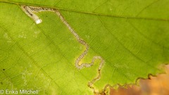 Stigmella lemniscella