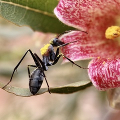 Myrmophyma