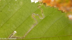Stigmella lemniscella