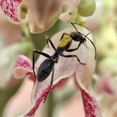 Myrmophyma