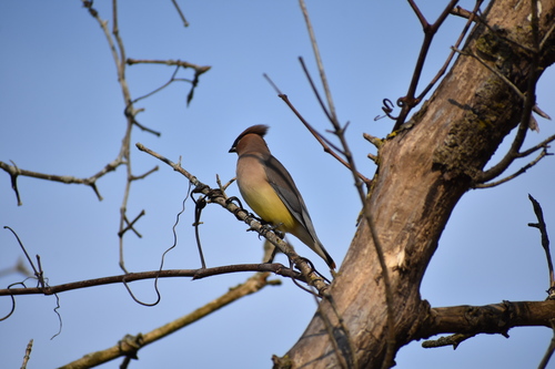 Cedar Waxwing photographed in Indiana