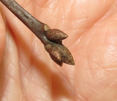 Quercus × heterophylla