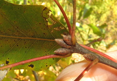 Quercus × heterophylla