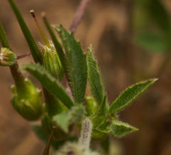 Trifolium albopurpureum