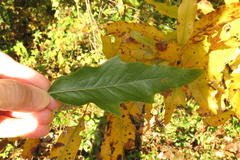 Quercus × heterophylla