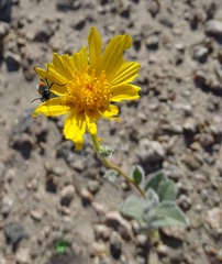 Eupompha elegans perpulchra
