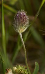 Trifolium albopurpureum