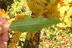 Quercus × heterophylla