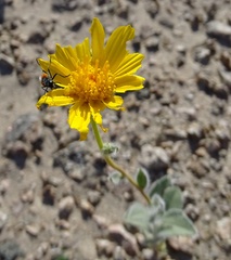Eupompha elegans perpulchra