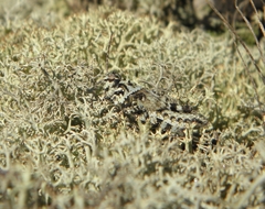 Spharagemon marmorata