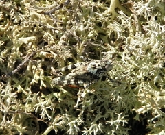 Spharagemon marmorata