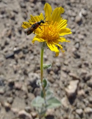 Eupompha elegans perpulchra