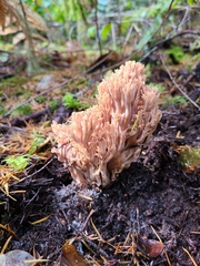 Ramaria acrisiccescens