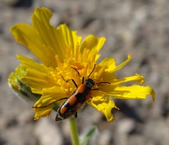 Eupompha elegans perpulchra