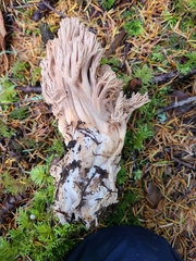 Ramaria acrisiccescens
