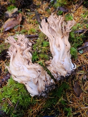 Ramaria acrisiccescens
