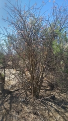 Fouquieria macdougalii