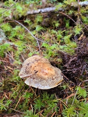 Cortinarius glaucocephalus