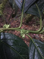 Solanum humboldtianum