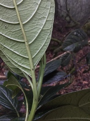 Solanum humboldtianum
