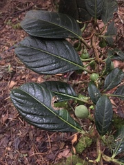 Solanum humboldtianum