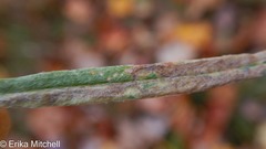 Liriomyza ptarmicae