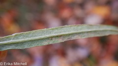 Liriomyza ptarmicae