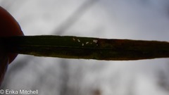 Liriomyza ptarmicae
