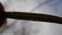 Liriomyza ptarmicae