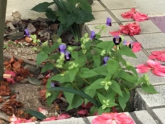 Torenia fournieri