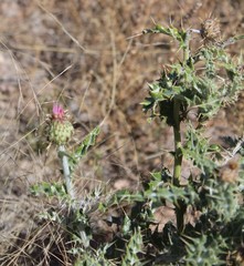 Cirsium ochrocentrum martinii