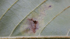 Cameraria betulivora