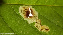 Cameraria betulivora