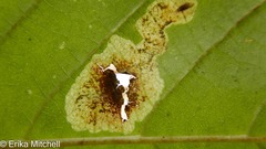 Cameraria betulivora