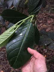 Solanum humboldtianum