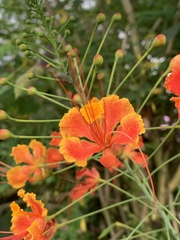 Caesalpinia pulcherrima image